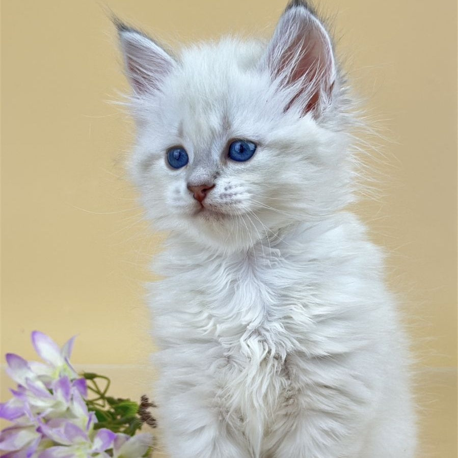 Yuki Siberian female, blue tabby pointed