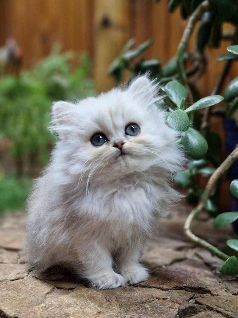 Milentiy British Longhair male black silver shaded live animals
