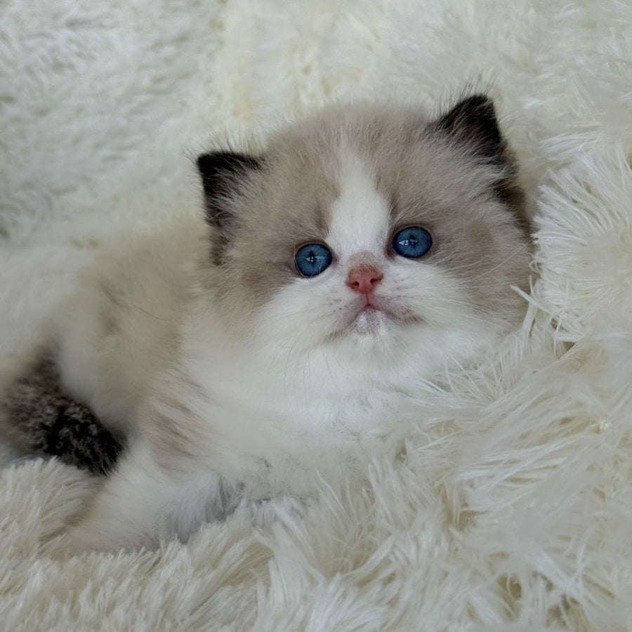 Milan Ragdoll male, black bicolour