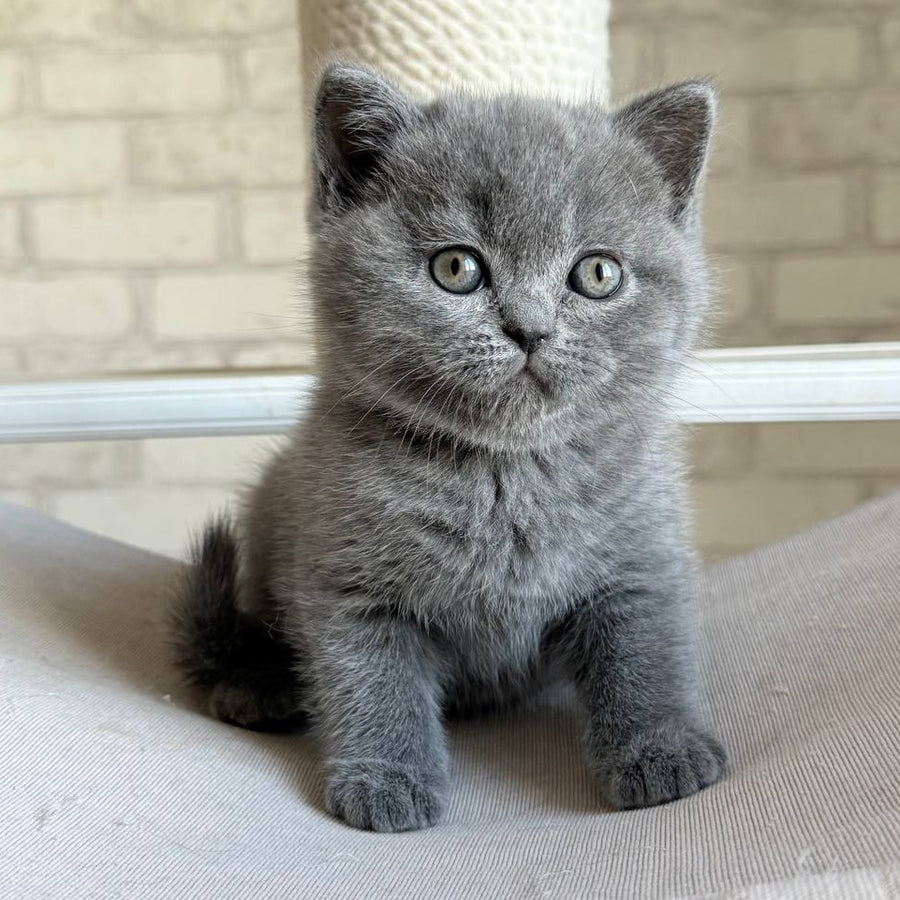 Nolan Scottish Straight male, blue