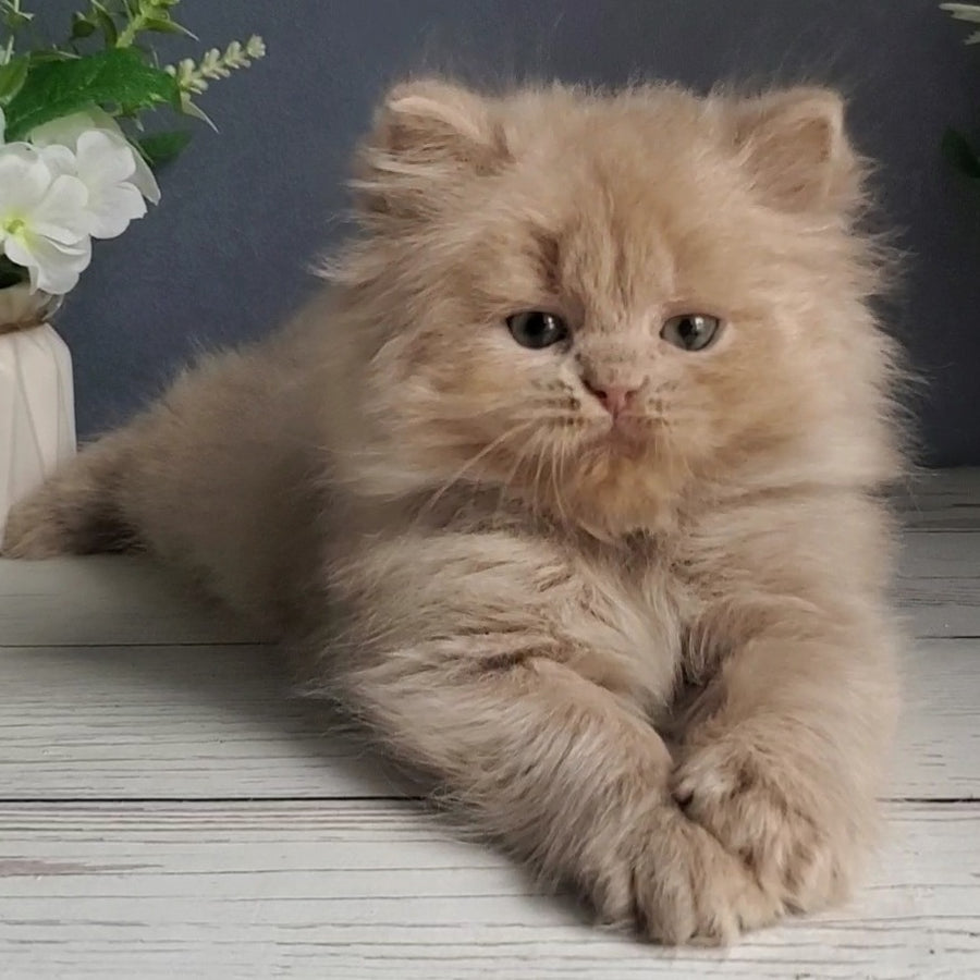 Finyk British Longhair male, fawn