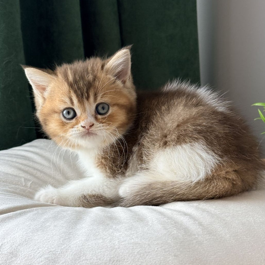 Brandon British Shorthair male, chocolate ticked tabby bicolour