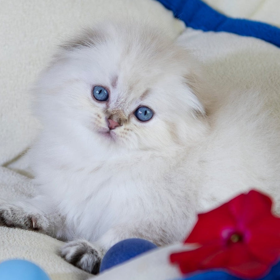 Cleopatra Scottish Fold female, black silver tabby pointed