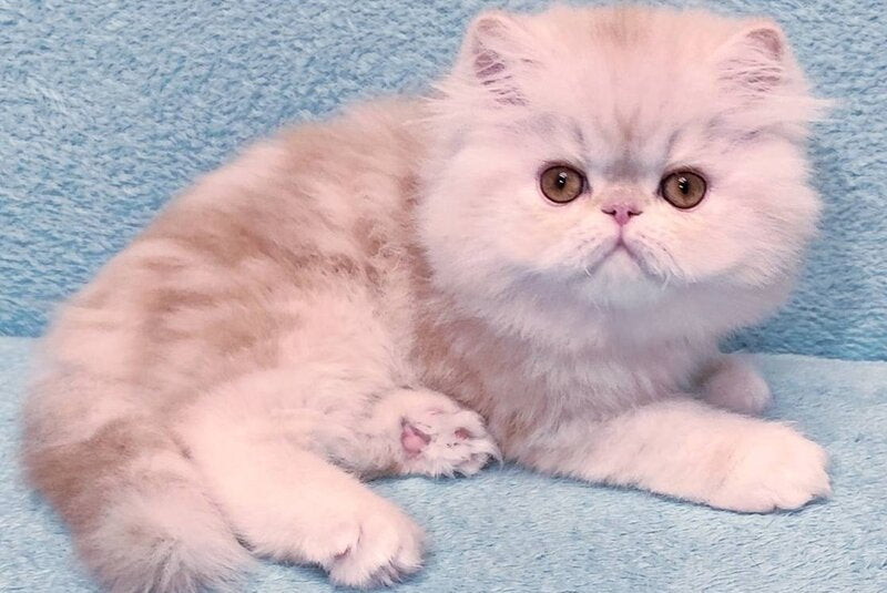 Charles Persian male, red silver tabby