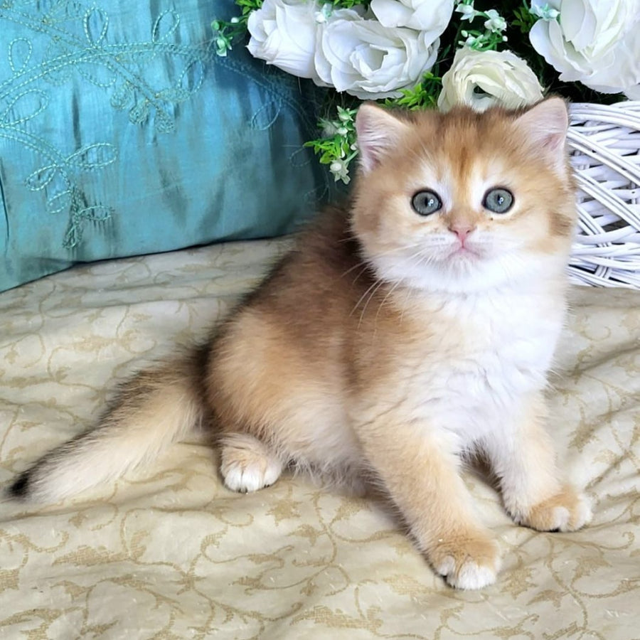 Zoya British Shorthair female, black golden shaded