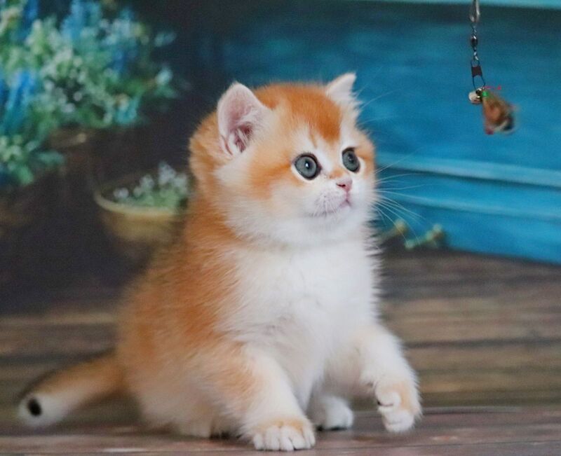 Vasilisa British Shorthair female black golden shaded - live animals