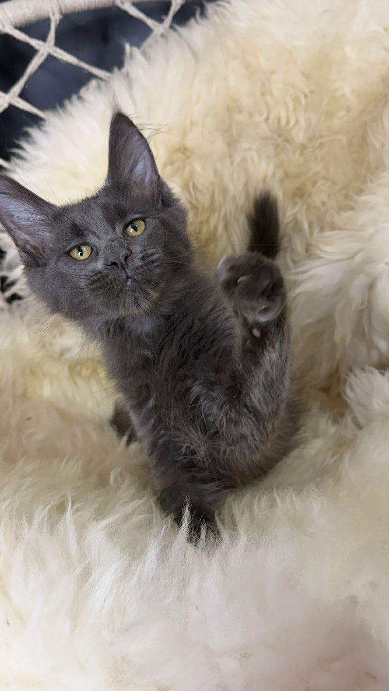Quix Maine Coon male, blue