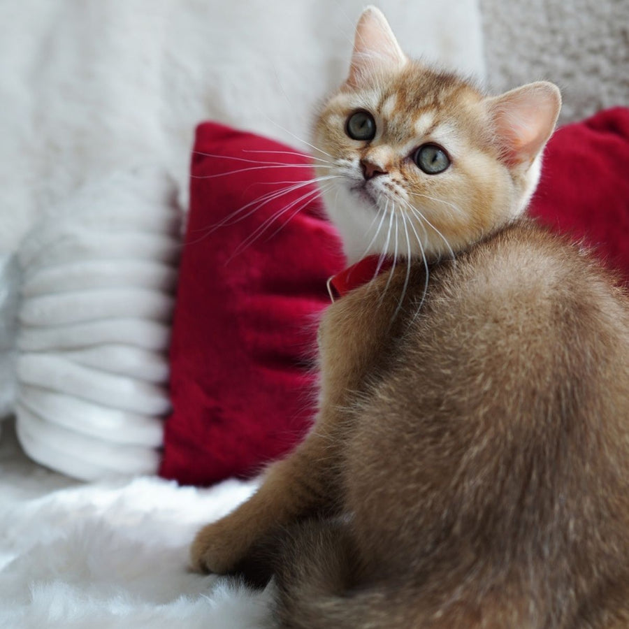 Valentine British Shorthair male, chocolate golden ticked tabby