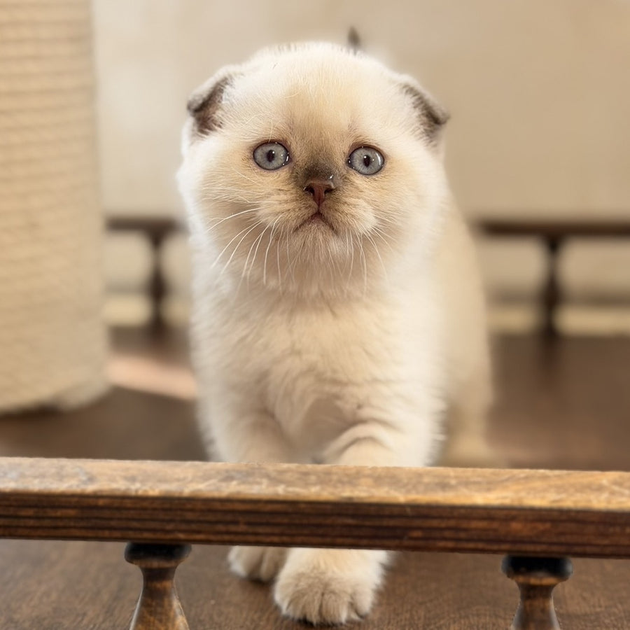 Tutsi Scottish Fold female, chocolate pointed