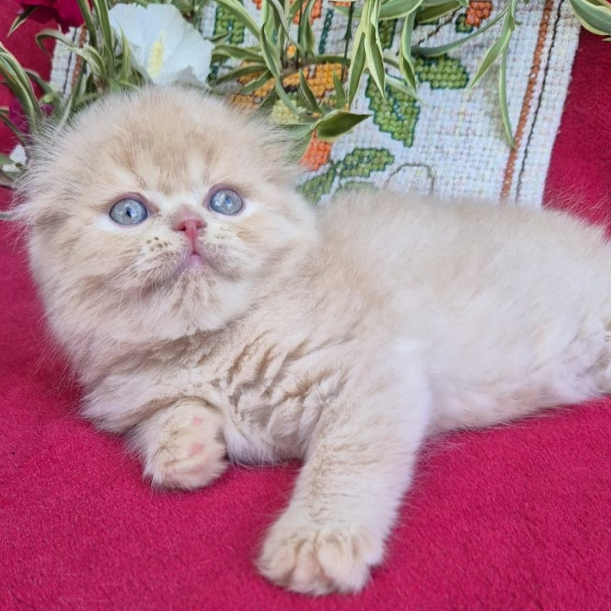 Milo Scottish Fold male, cream