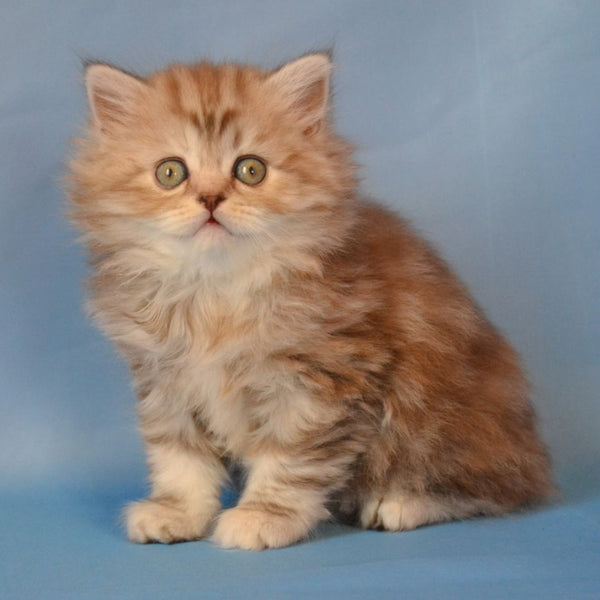 Rachel Scottish Straight female, black tortie silver tabby