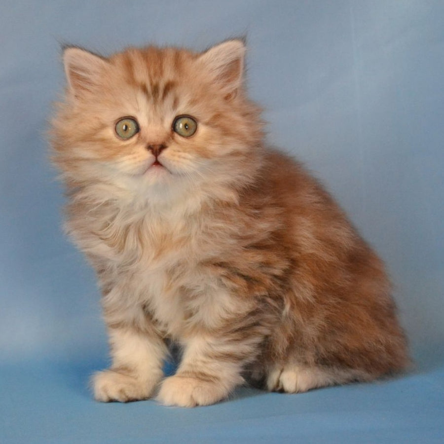 Rachel Scottish Straight female, black tortie silver tabby
