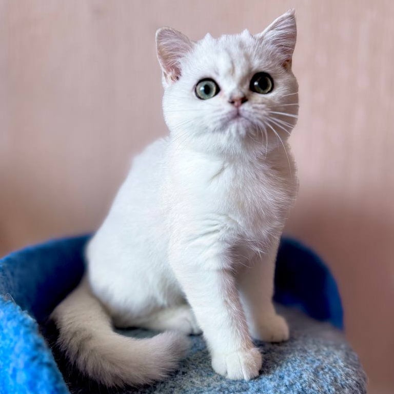 Zefir British Shorthair male, black silver shaded