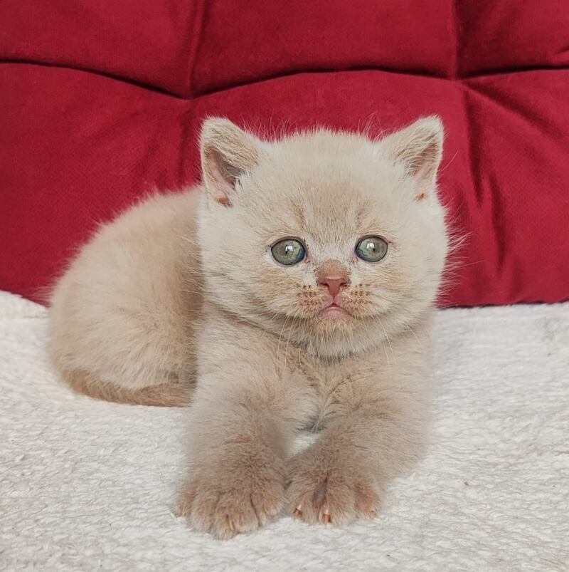 Usher British Shorthair male fawn - live animals