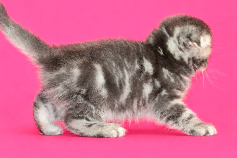 Tina Scottish Fold female, blue tabby