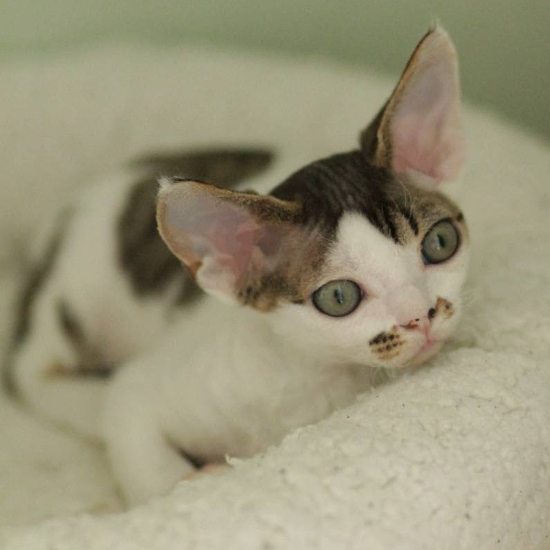 Ophelia Devon Rex female, black spotted tabby bicolour