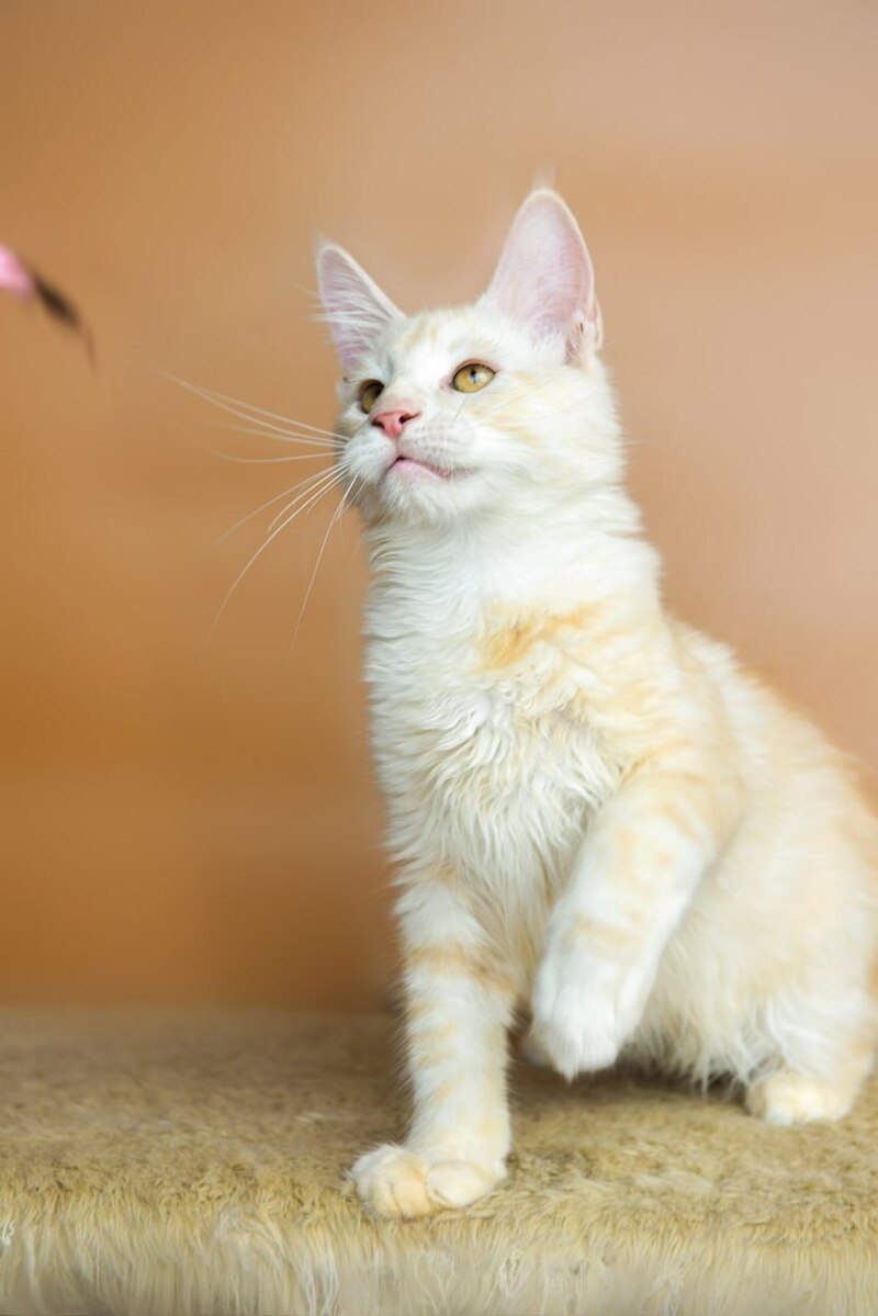 Umberto Maine Coon male, red silver tabby