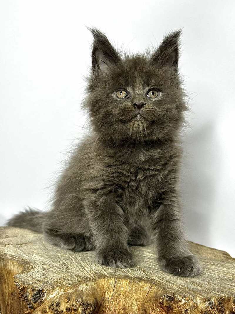 Joker Maine Coon male blue - live animals