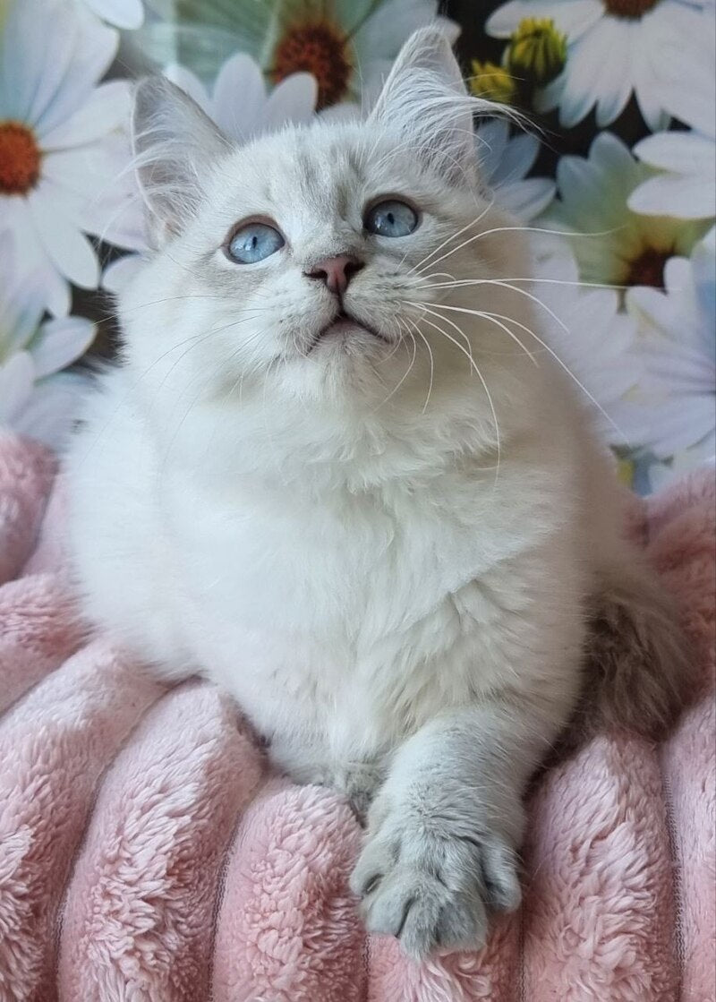 Rainy Siberian female, blue tabby pointed with white