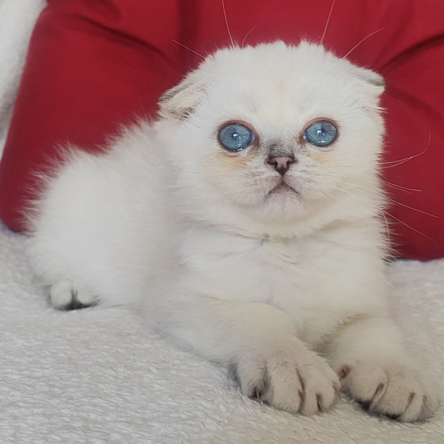 Xiomi Scottish Fold male, blue silver ticked tabby