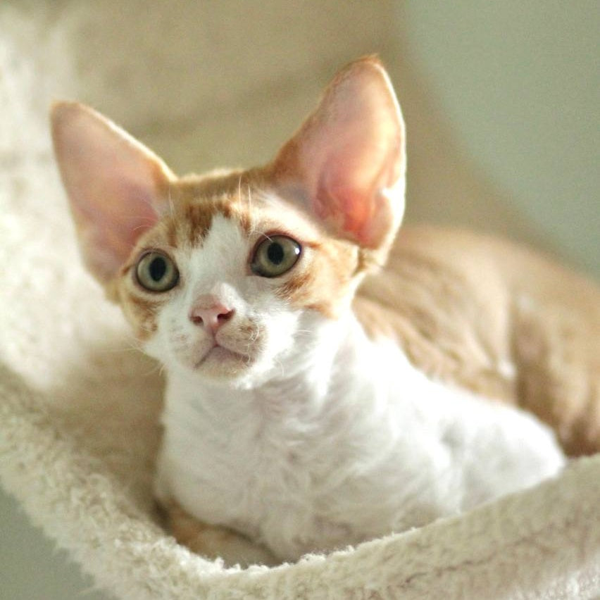 Oscar Devon Rex male, red bicolour