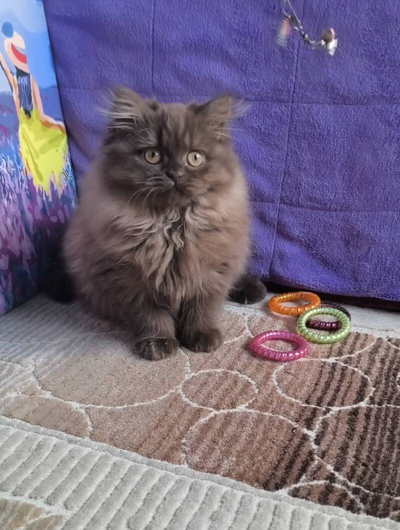 Elly British Longhair female, chocolate