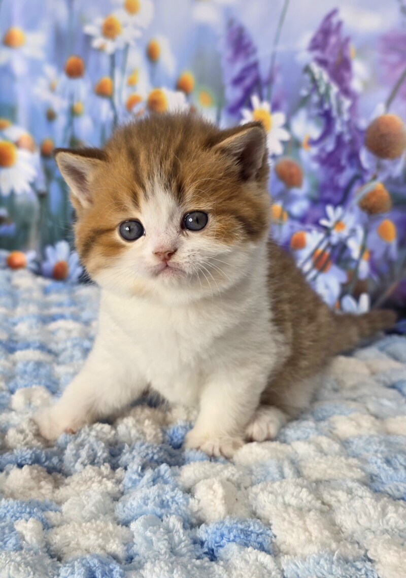 Kenny Scottish Straight male cinnamon spotted tabby bicolour - live animals