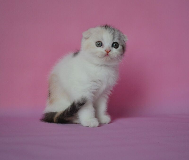 Mira Scottish Fold female, black tortie silver harlequin