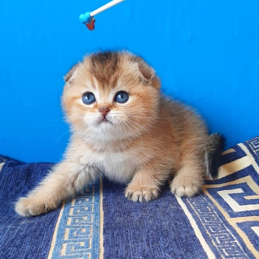 Kristina Scottish Fold female, black golden shaded