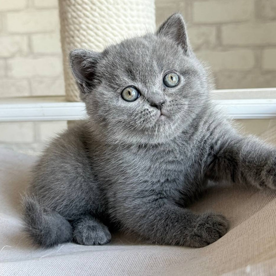 Nolan Scottish Straight male, blue
