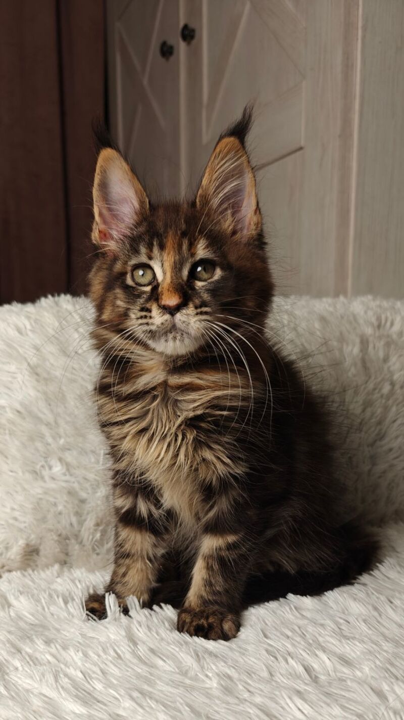 Quasar Maine Coon female black tortie tabby live animals