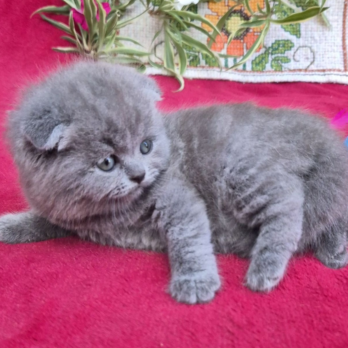 Lola Scottish Fold female, blue