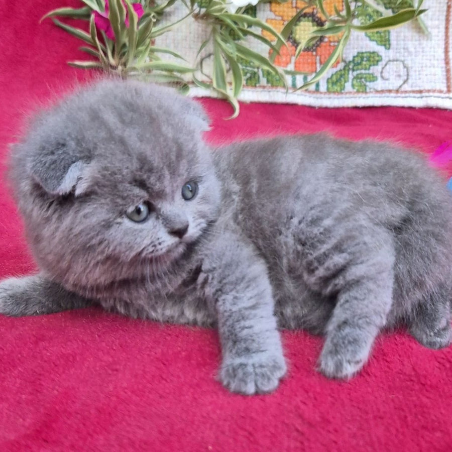 Lola Scottish Fold female, blue