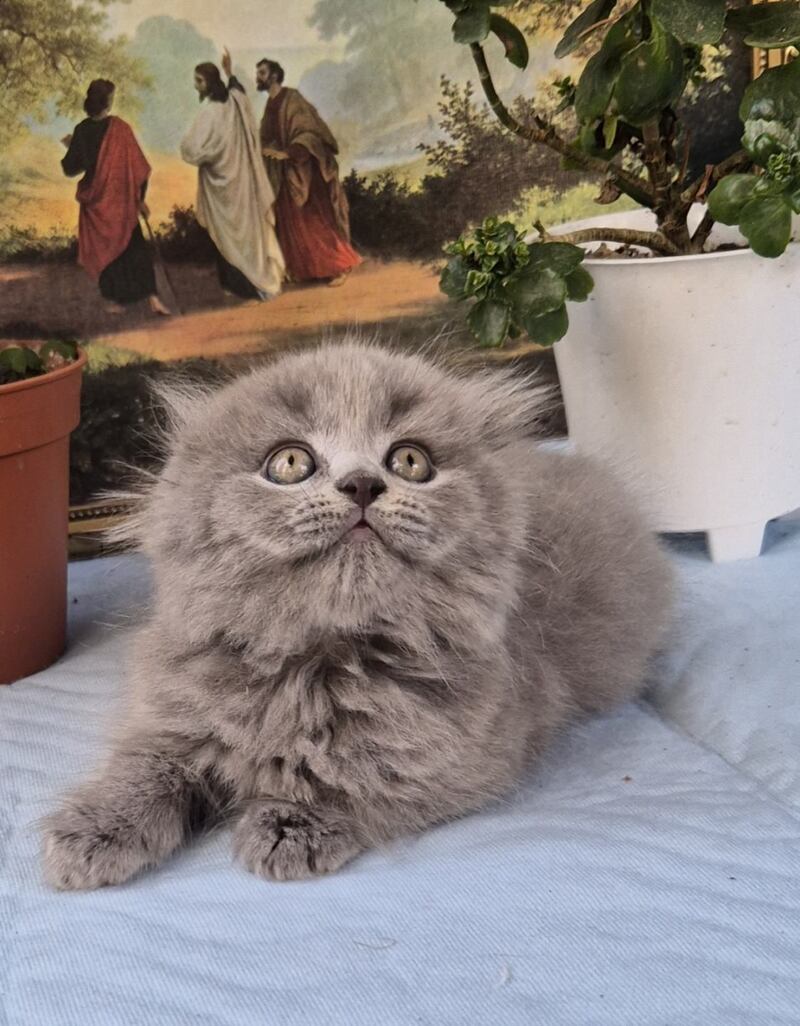 Erik Scottish Fold male, blue