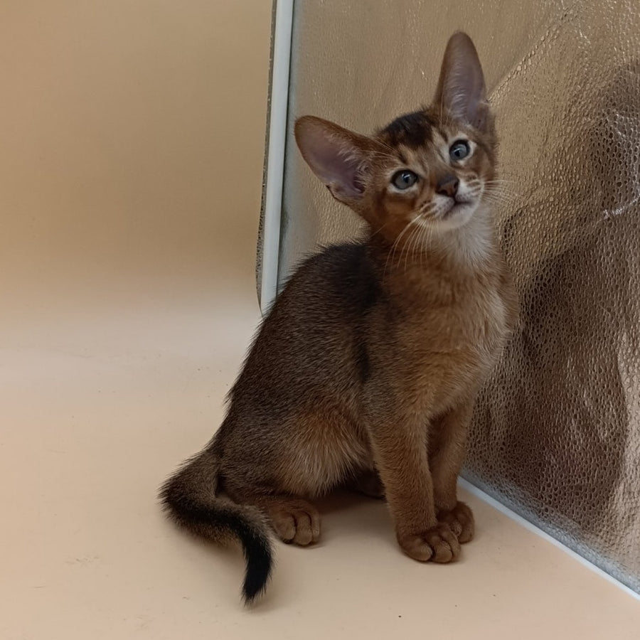 Morgan Abyssinian male, ruddy