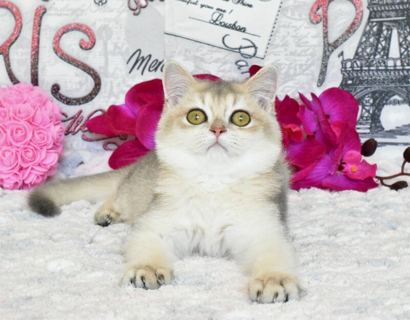 Sultan British Shorthair male, blue golden shaded