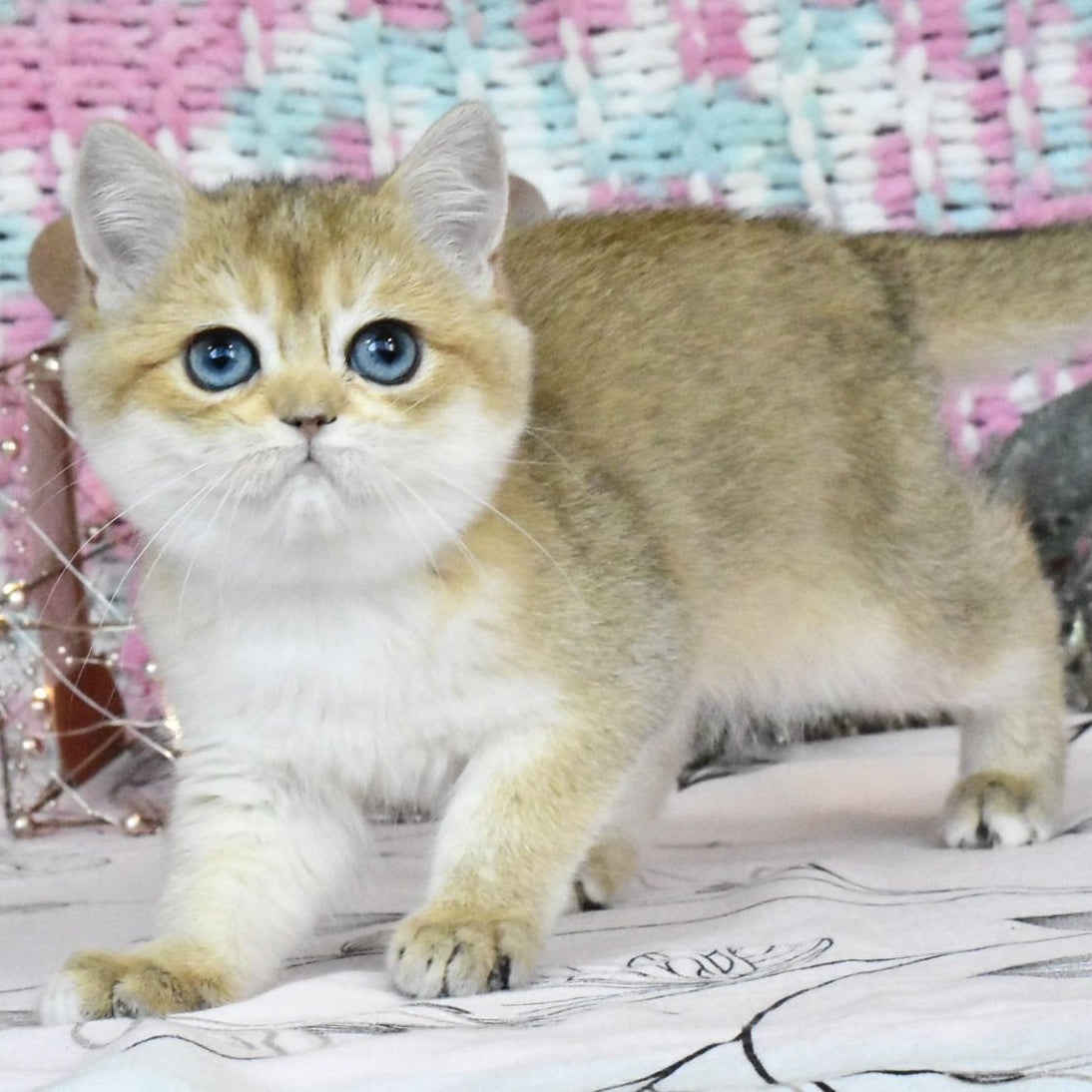Harisma British Shorthair female, black golden shaded