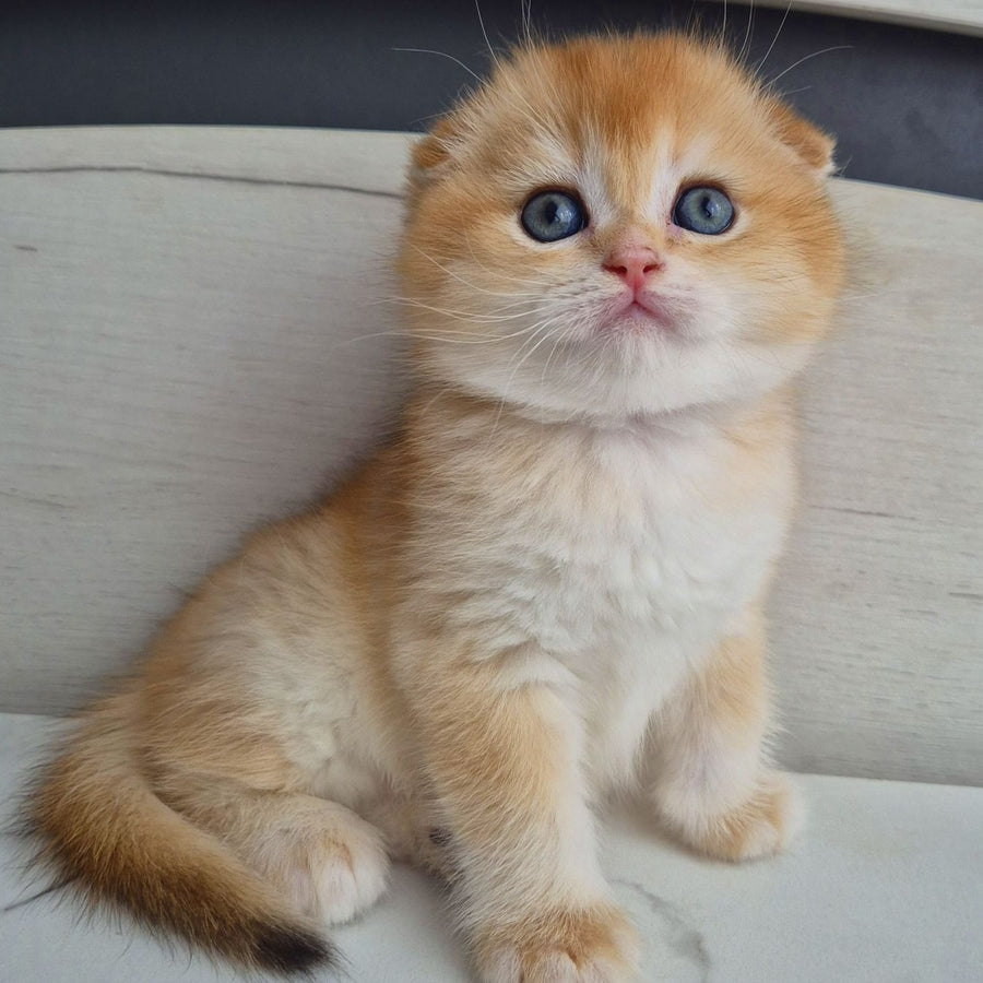 Billy Scottish Fold male, black golden chinchilla