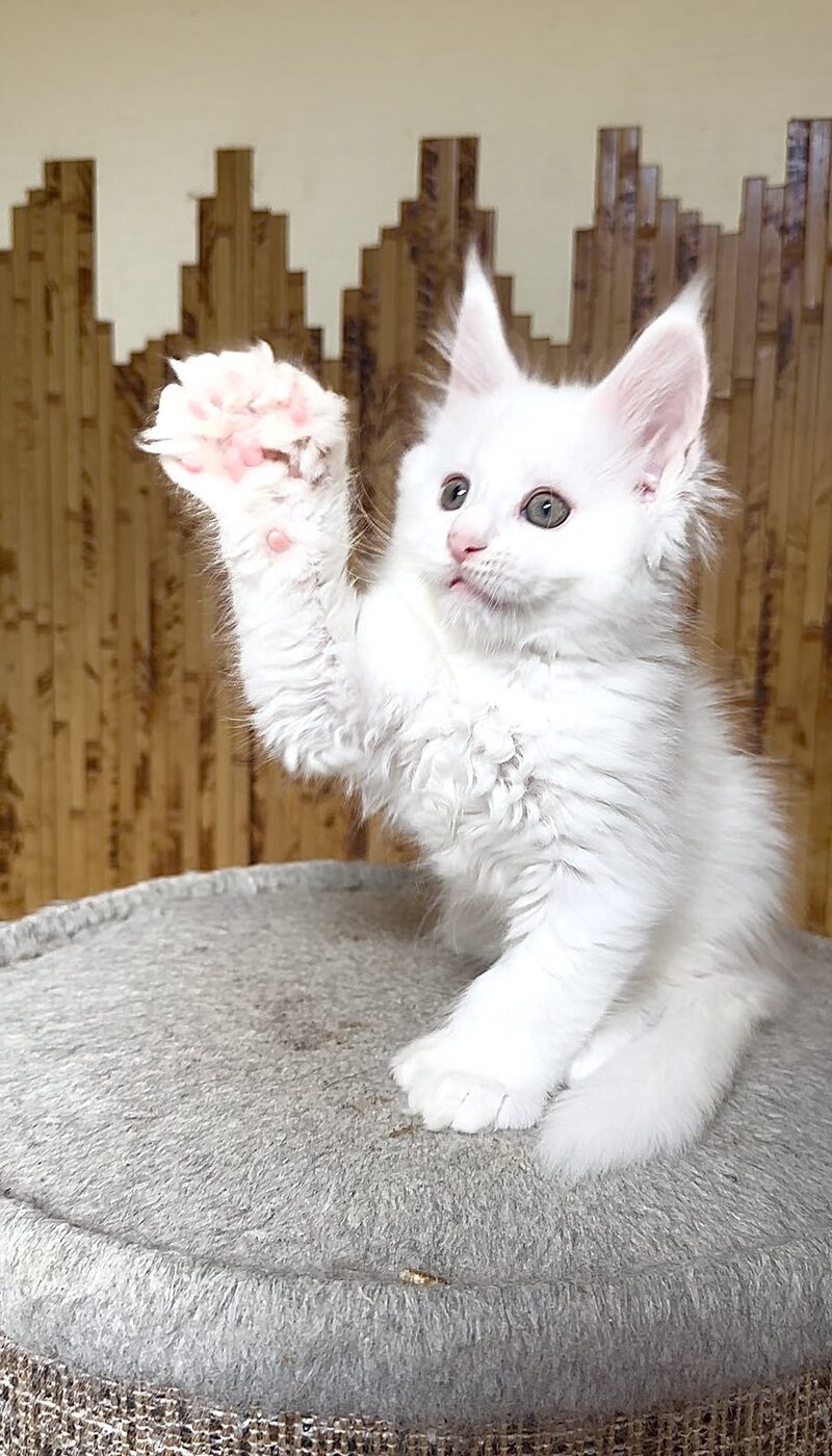 Umka Maine Coon polydactyl male, white