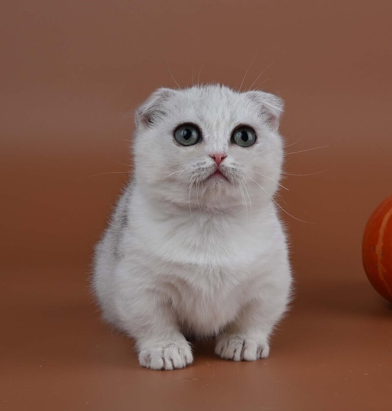 Xanti Munchkin male, black silver shaded