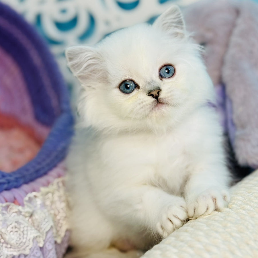 Arctic Scottish Straight male, black silver chinchilla pointed