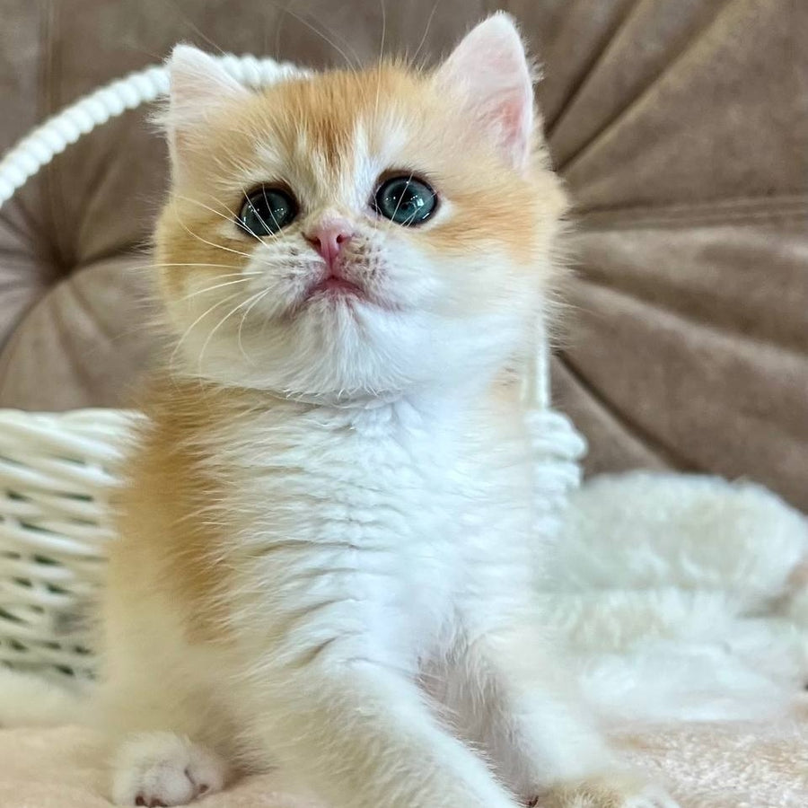 Zhorik British Shorthair male, black golden chinchilla