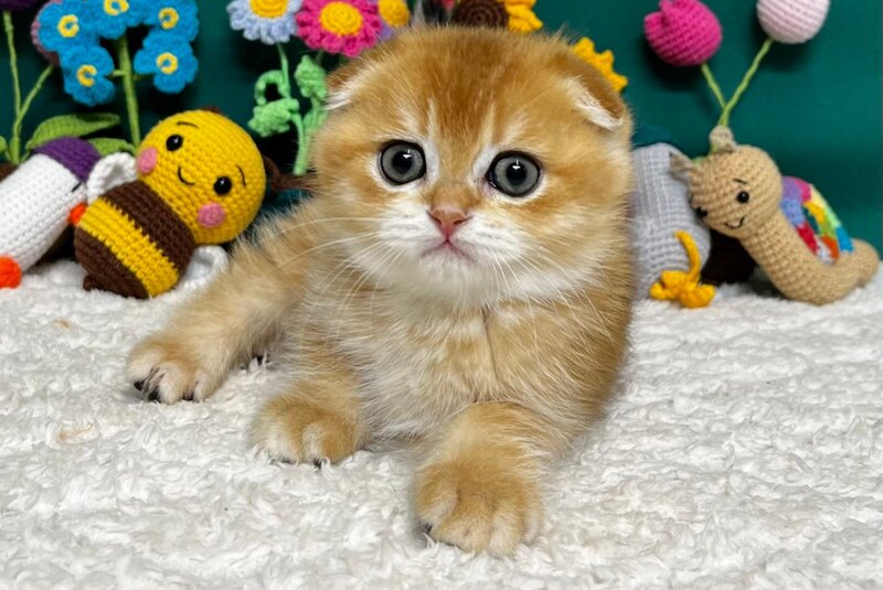 Ares Scottish Fold male, black golden chinchilla