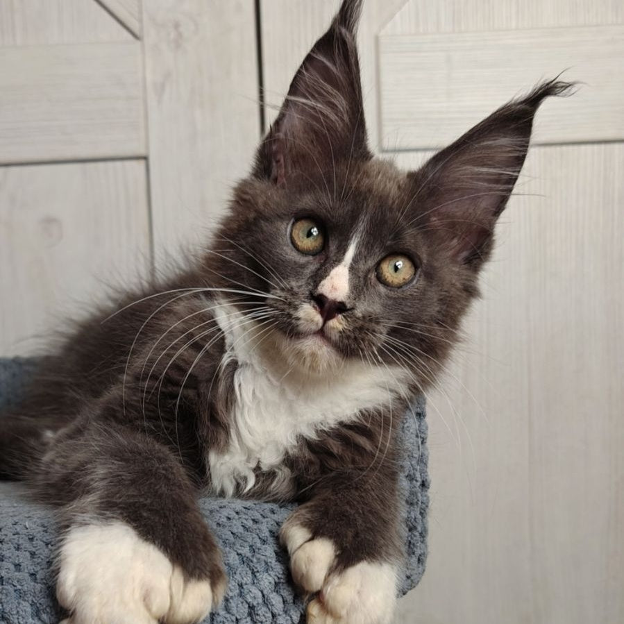 Amur Maine Coon polydactyl 7x7x6x6 male, blue bicolour