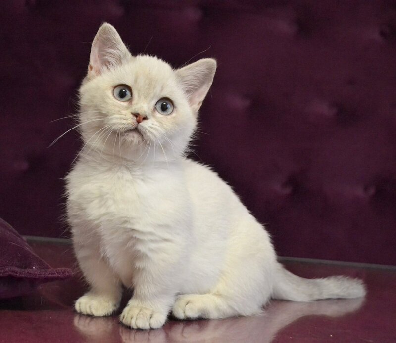 Rafaela Munchkin female blue ticked tabby pointed - live animals