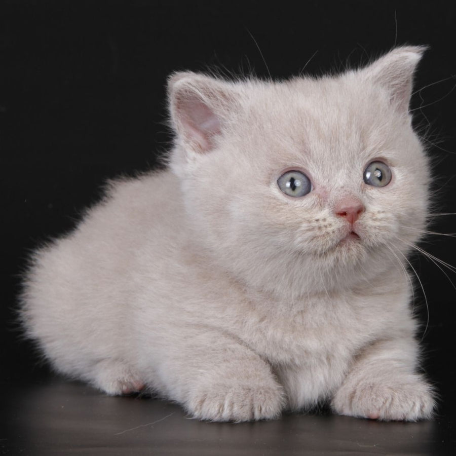 Zyro Munchkin male, lilac