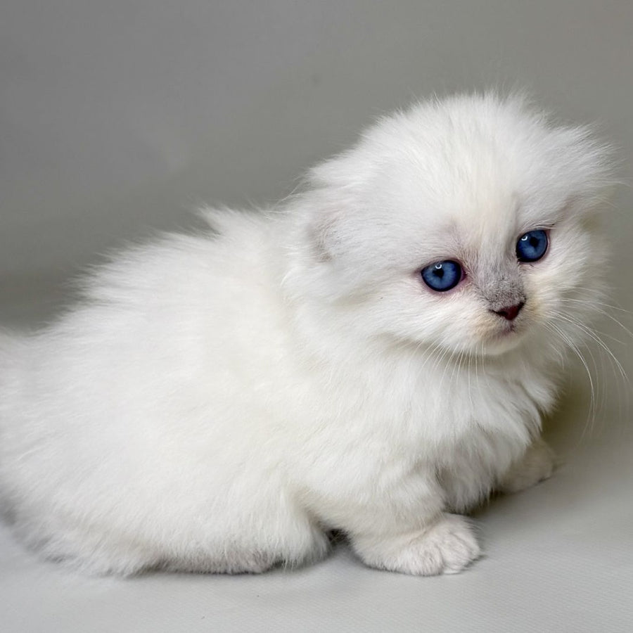 Stormy Munchkin female, blue shaded pointed