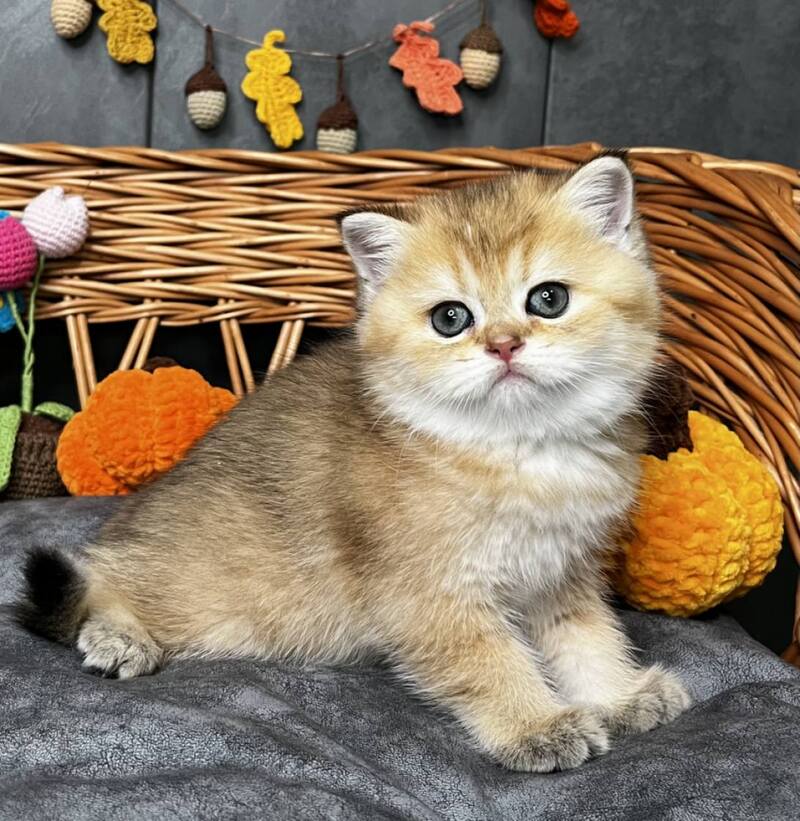 Flora Scottish Straight female, black golden shaded