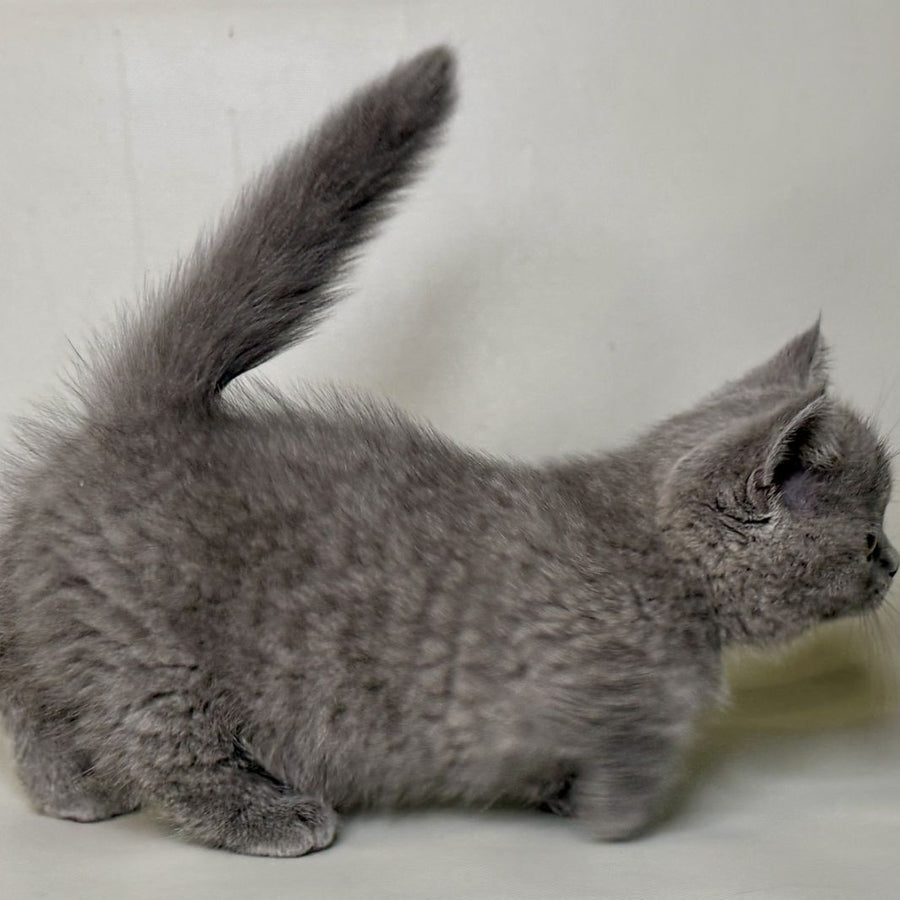 Obi Munchkin female, blue