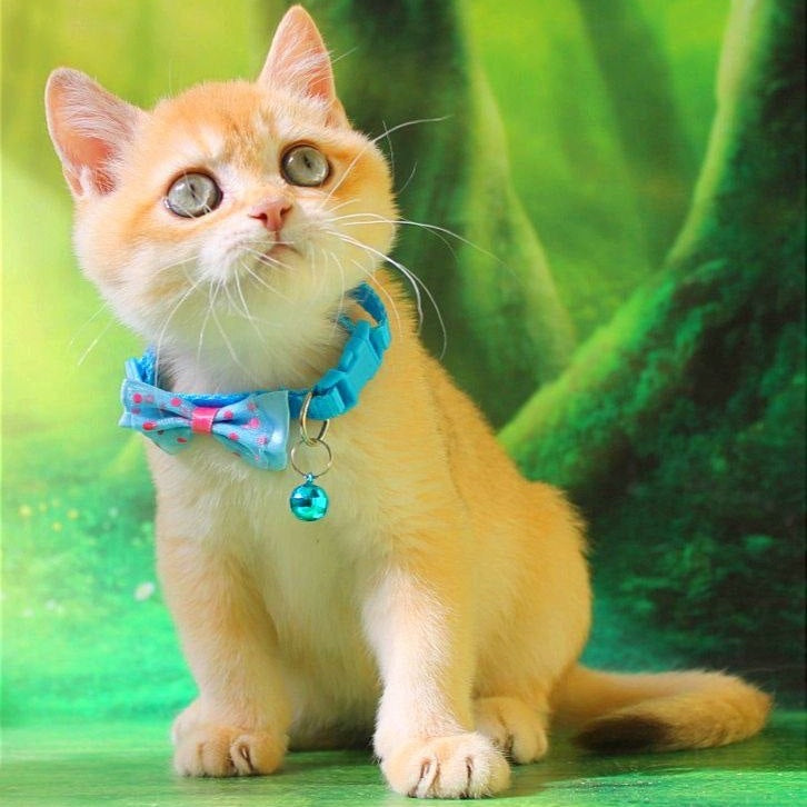 Kosmos British Shorthair male, chocolate golden chinchilla